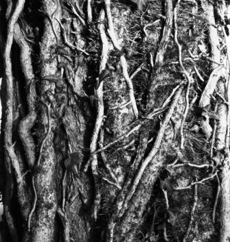 immagine ravvicinata di un fascio di edere che inviluppano un tronco di acacia